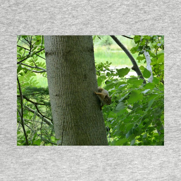 Red Squirrel by Pad's Stuff